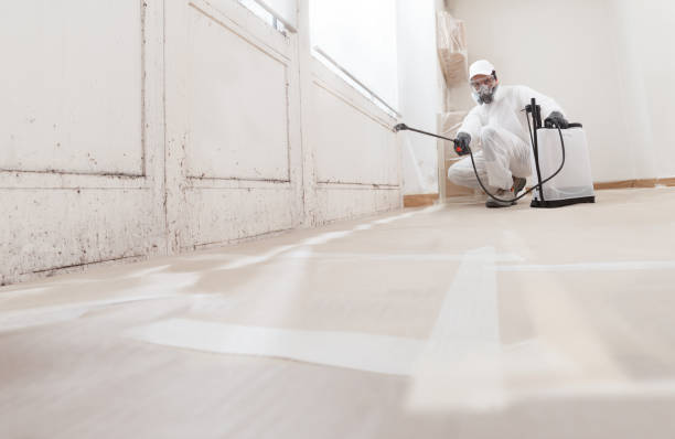 Black mold remediation team in Williamston