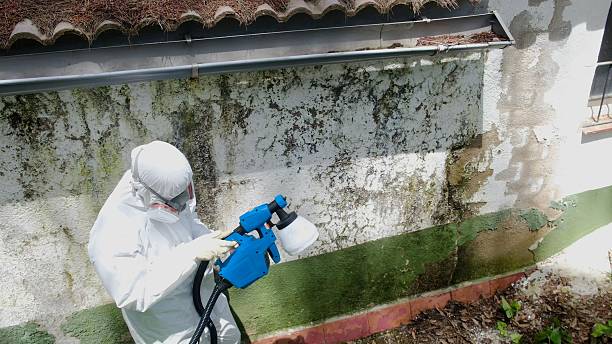 Mold Remediation service in Williamston, Williamston, MI